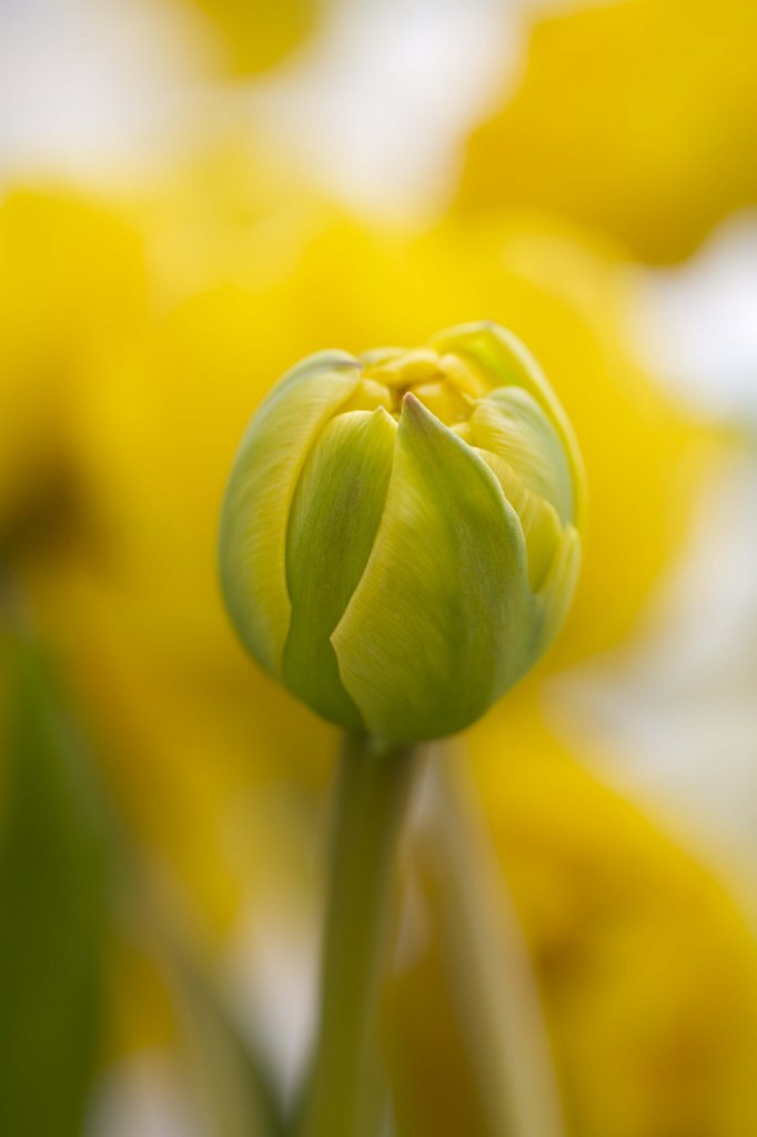 Lente